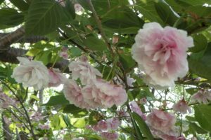 旭山記念公園の八重桜2024年5月17日3花アップ