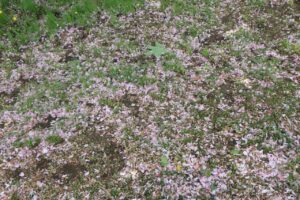 旭山記念公園の八重桜2024年5月17日4花びらが散った