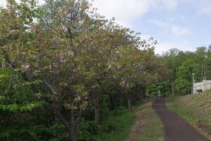 旭山記念公園の八重桜2024年5月17日2東側から見た八重桜並木