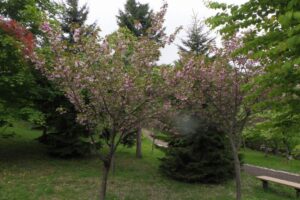 旭山記念公園の八重桜2024年5月17日11八重桜