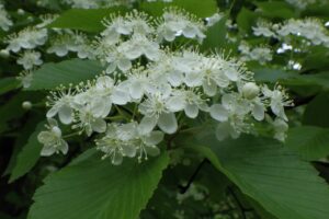 旭山記念公園2024年5月17日10アズキナシ