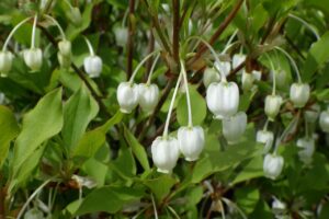 旭山記念公園2024年5月17日7ドウダンツツジの白い花