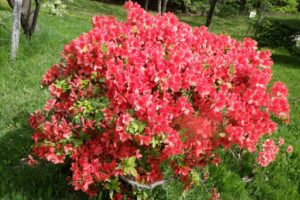 旭山記念公園2024年5月17日6レンゲツツジ