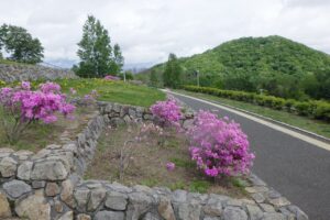 旭山記念公園2024年5月17日5ヨドガワツツジと円山