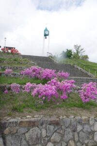 旭山記念公園2024年5月17日6ヨドガワツツジとリバティベル