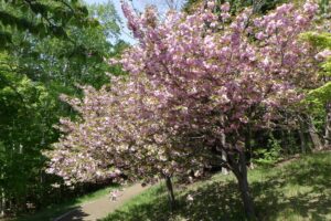 2024年5月14日桜情報 (ピクニックテラスの八重桜)