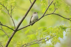 コサメビタキ2024年5月11日