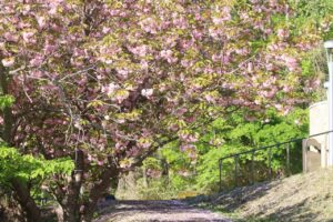旭山記念公園の八重桜2024年5月１5日2八重桜並木
