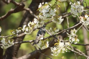 ヒヨドリ2024年5月4日