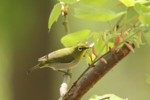 メジロ2024年5月4日