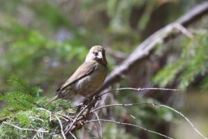 イスカ♀2024年5月4日ミュンヘンの森