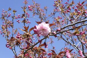 2024年5月3日桜開花情報 (レストハウス近く八重桜並木.2)