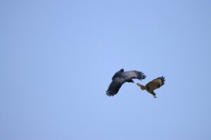 ノスリ2024年5月4日ハシブトガラスにモビングされる（追われている）