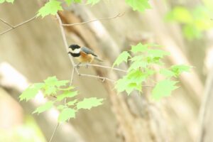 ヤマガラ2024年5月4日