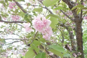 2024年5月16日桜情報 (八重ザクラ並木花のアップ)