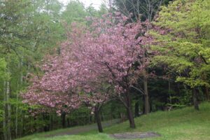 2024.5.６桜情報ピ