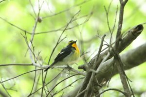 キビタキ雄2024年5月19日