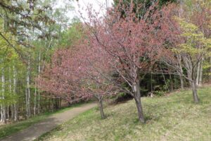 2024年5月4日桜情報 (ピクニックテラスの八重ザクラ)