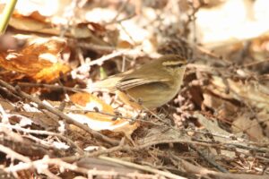 ヤブサメ2024年5月4日