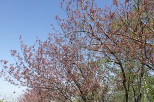 2024年5月3日桜開花情報 (レストハウス近く八重桜並木)