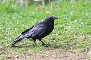 ハシボソガラス2024年5月11日