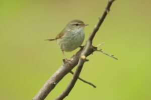 ウグイス2024年5月11日