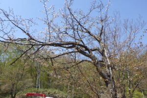 2024.5月2日桜情報 (6)