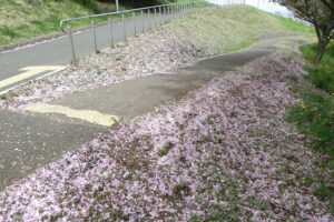 2024年5月16日桜情報 (八重ザクラ並木花びら散る)