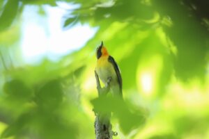 キビタキ♂2024年5月25日1