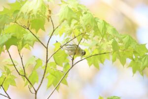 マヒワ2024年5月4日イタヤカエデ