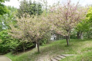 2024年5月16日桜情報 (ピクニックテラスの八重ザクラ)