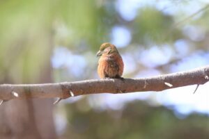 イスカ♂2024年5月4日ミュンヘンの森
