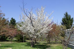 2024.5月2日桜情報