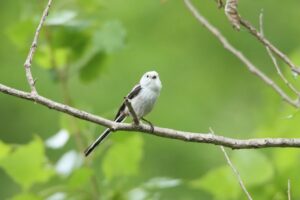 シマエナガ2024年5月25日