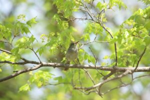ウグイス2024年5月4日