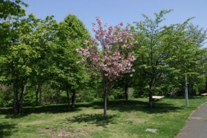 2024年5月14日桜情報 (新桜並木の八重桜1)