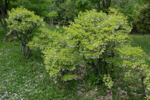 2024年5月16日桜情報 (ドウダンツツジ2)