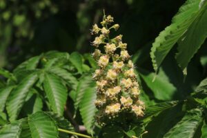 トチノキ2024年5月19日