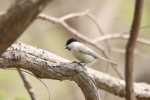ハシブトガラ2024年5月4日