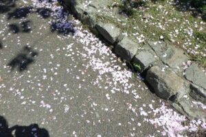 2024年5月14日桜情報 (八重桜並木花びら散る)