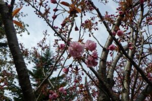 2024年5月4日桜情報 (ピクニックテラスの八重ザクラ花のアップ)