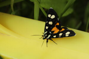 コトラガ2024年5月25日