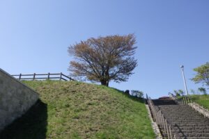 2024年5月3日桜開花情報 (展望台一本桜)