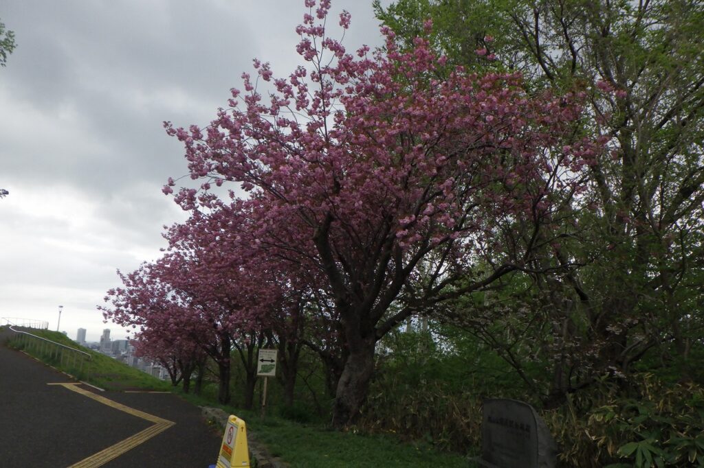 2024.5.7レストハウス八重ザクラ