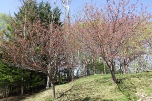 2024年5月3日桜開花情報 (ピクニック広場八重桜)