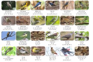旭山基本の野鳥45種　うら