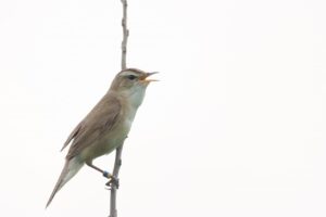 コヨシキリ2024年6月23日