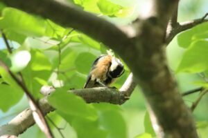 ヤマガラ2024年6月8日