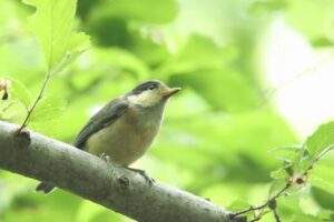 ヤマガラ幼鳥2024年6月15日