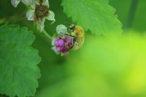 エゾコマルハナバチ雄2024年6月29日